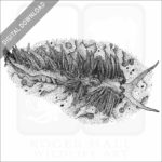 Spanish Shawl Sea Slug