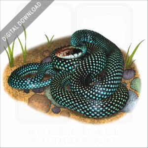 Speckled Racer Snake stock image