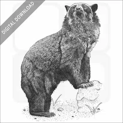 Spectacled Bear