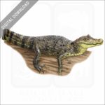 Spectacled Caiman stock image