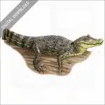 Spectacled Caiman stock image