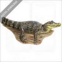 Spectacled Caiman stock image