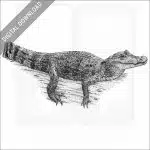 Spectacled Caiman