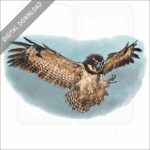 Spectacled Owl stock image