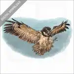 Spectacled Owl stock image