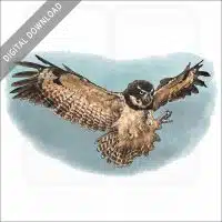 Spectacled Owl stock image