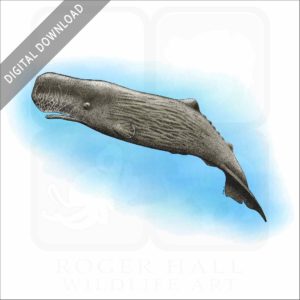 Sperm Whale stock image