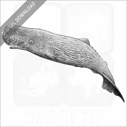 Sperm Whale
