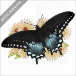 Spicebush Swallowtail Butterfly stock image