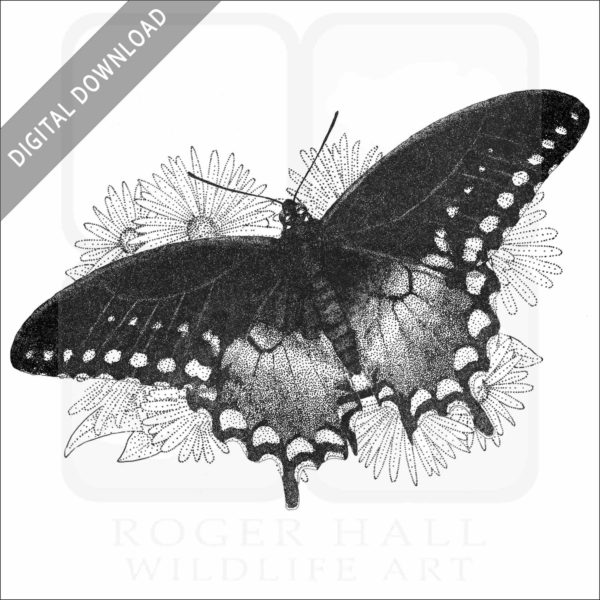 Spicebush Swallowtail Butterfly