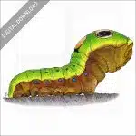 Spicebush Swallowtail Caterpillar stock image