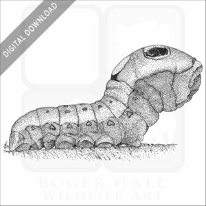 Spicebush Swallowtail Caterpillar