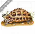 Spider Tortoise stock image