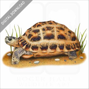 Spider Tortoise stock image