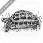 Spider Tortoise