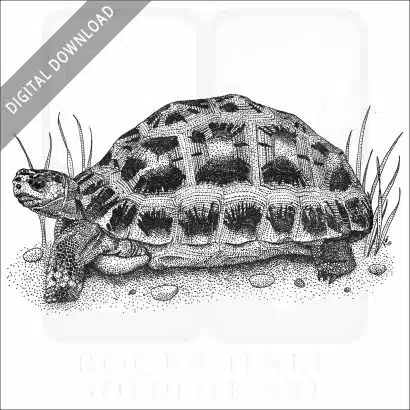 Spider Tortoise