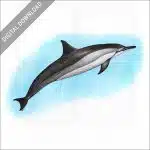 Spinner Dolphin stock image
