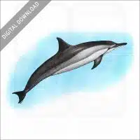 Spinner Dolphin stock image