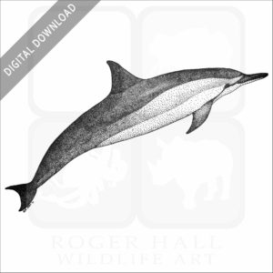Spinner Dolphin