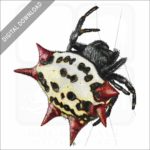 Spinybacked Orb Weaver Spider stock image