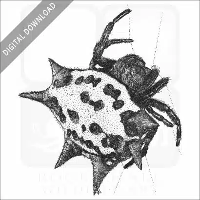 Spinybacked Orb Weaver Spider