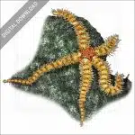 Spiny Brittle Star stock image