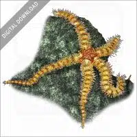 Spiny Brittle Star stock image