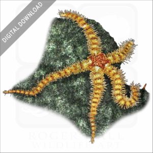 Spiny Brittle Star stock image