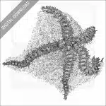 Spiny Brittle Star