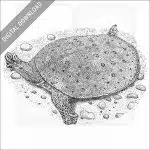 Spiny Softshell Turtle
