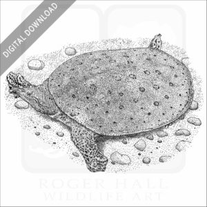 Spiny Softshell Turtle