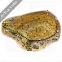 Spiny Softshell Turtle stock image