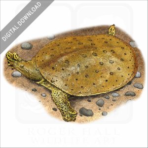 Spiny Softshell Turtle stock image