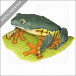Splendid Leaf Frog stock image