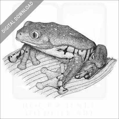 Splendid Leaf Frog