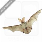 Spotted Bat stock image