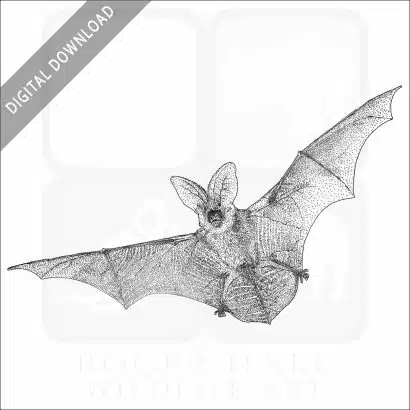 Spotted Bat