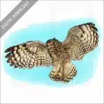 Spotted or African Eagle-Owl stock image
