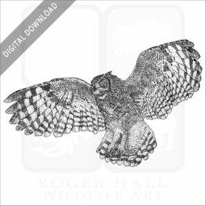 Spotted or African Eagle-Owl