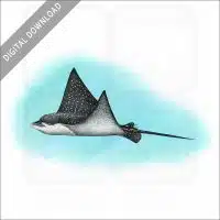 Spotted Eagle Ray stock image