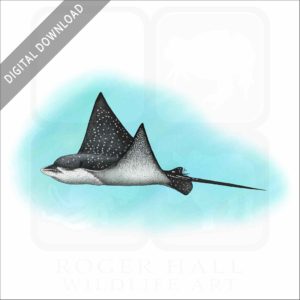 Spotted Eagle Ray stock image