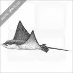 Spotted Eagle Ray