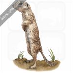 Spotted Ground Squirrel stock image