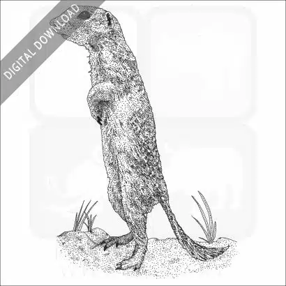 Spotted Ground Squirrel