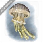 Spotted Jellyfish stock image