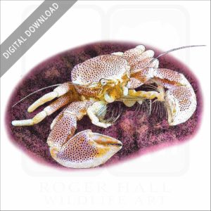 Porcelain Anemone Crab stock image