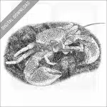 Porcelain Anemone Crab