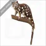 Tiger Quoll stock image