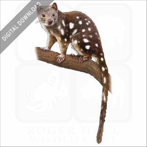 Tiger Quoll stock image