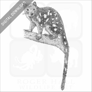 Tiger Quoll